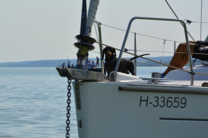 081_epitesz_regatta_2025_karsai_timea_T
